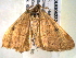  ( - BIOUG06232-F07)  @12 [ ] CreativeCommons - Attribution (2013) CBG Photography Group Centre for Biodiversity Genomics