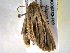  ( - BIOUG06232-F09)  @12 [ ] CreativeCommons - Attribution (2013) CBG Photography Group Centre for Biodiversity Genomics