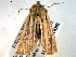  ( - BIOUG06232-F11)  @12 [ ] CreativeCommons - Attribution (2013) CBG Photography Group Centre for Biodiversity Genomics