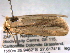  ( - BIOUG06232-G02)  @13 [ ] CreativeCommons - Attribution (2013) CBG Photography Group Centre for Biodiversity Genomics