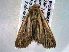  ( - BIOUG06242-A01)  @12 [ ] CreativeCommons - Attribution (2013) CBG Photography Group Centre for Biodiversity Genomics