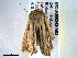  ( - BIOUG06242-A02)  @12 [ ] CreativeCommons - Attribution (2013) CBG Photography Group Centre for Biodiversity Genomics