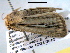  ( - BIOUG06242-A03)  @12 [ ] CreativeCommons - Attribution (2013) CBG Photography Group Centre for Biodiversity Genomics
