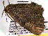  ( - BIOUG06242-C02)  @12 [ ] CreativeCommons - Attribution (2013) CBG Photography Group Centre for Biodiversity Genomics