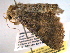  ( - BIOUG06242-C06)  @13 [ ] CreativeCommons - Attribution (2013) CBG Photography Group Centre for Biodiversity Genomics