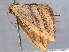  ( - BIOUG06242-E08)  @12 [ ] CreativeCommons - Attribution (2013) CBG Photography Group Centre for Biodiversity Genomics