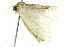  ( - BIOUG02089-A03)  @13 [ ] CreativeCommons - Attribution (2012) CBG Photography Group Centre for Biodiversity Genomics