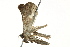 ( - BIOUG02089-A06)  @12 [ ] CreativeCommons - Attribution (2012) CBG Photography Group Centre for Biodiversity Genomics
