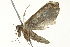  ( - BIOUG02089-C06)  @12 [ ] CreativeCommons - Attribution (2012) CBG Photography Group Centre for Biodiversity Genomics