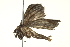  ( - BIOUG02089-D04)  @12 [ ] CreativeCommons - Attribution (2012) CBG Photography Group Centre for Biodiversity Genomics