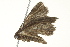  ( - BIOUG02089-D07)  @12 [ ] CreativeCommons - Attribution (2012) CBG Photography Group Centre for Biodiversity Genomics