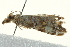  ( - BIOUG02063-B03)  @12 [ ] CreativeCommons - Attribution (2012) CBG Photography Group Centre for Biodiversity Genomics