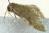  (Idaea BOLD:ABW0802 - BIOUG02063-D01)  @12 [ ] CreativeCommons - Attribution (2012) CBG Photography Group Centre for Biodiversity Genomics