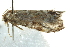 ( - BIOUG02063-H01)  @12 [ ] CreativeCommons - Attribution (2012) CBG Photography Group Centre for Biodiversity Genomics