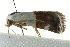  ( - BIOUG02065-C01)  @12 [ ] CreativeCommons - Attribution (2012) CBG Photography Group Centre for Biodiversity Genomics