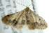  (Idaea associata - BIOUG02065-E05)  @13 [ ] CreativeCommons - Attribution (2012) CBG Photography Group Centre for Biodiversity Genomics