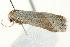 ( - BIOUG02065-G03)  @12 [ ] CreativeCommons - Attribution (2012) CBG Photography Group Centre for Biodiversity Genomics