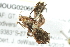  ( - BIOUG02066-A11)  @12 [ ] CreativeCommons - Attribution (2012) CBG Photography Group Centre for Biodiversity Genomics