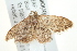  ( - BIOUG02066-A12)  @12 [ ] CreativeCommons - Attribution (2012) CBG Photography Group Centre for Biodiversity Genomics