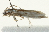  (Crambus attis - BIOUG02066-D03)  @13 [ ] CreativeCommons - Attribution (2012) CBG Photography Group Centre for Biodiversity Genomics