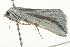  ( - BIOUG02067-A07)  @13 [ ] CreativeCommons - Attribution (2012) CBG Photography Group Centre for Biodiversity Genomics