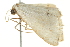 ( - BIOUG02067-A12)  @12 [ ] CreativeCommons - Attribution (2012) CBG Photography Group Centre for Biodiversity Genomics