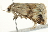  ( - BIOUG02067-G08)  @12 [ ] CreativeCommons - Attribution (2012) CBG Photography Group Centre for Biodiversity Genomics