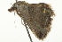  ( - BIOUG02067-H10)  @12 [ ] CreativeCommons - Attribution (2012) CBG Photography Group Centre for Biodiversity Genomics