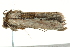  ( - BIOUG02068-A02)  @13 [ ] CreativeCommons - Attribution (2012) CBG Photography Group Centre for Biodiversity Genomics