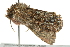  ( - BIOUG02068-A06)  @13 [ ] CreativeCommons - Attribution (2012) CBG Photography Group Centre for Biodiversity Genomics