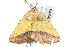  ( - BIOUG02068-A11)  @13 [ ] CreativeCommons - Attribution (2012) CBG Photography Group Centre for Biodiversity Genomics