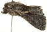  ( - BIOUG02068-A12)  @12 [ ] CreativeCommons - Attribution (2012) CBG Photography Group Centre for Biodiversity Genomics