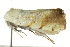 ( - BIOUG02068-E03)  @12 [ ] CreativeCommons - Attribution (2012) CBG Photography Group Centre for Biodiversity Genomics