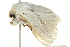  ( - BIOUG02068-F07)  @13 [ ] CreativeCommons - Attribution (2012) CBG Photography Group Centre for Biodiversity Genomics