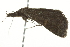  ( - BIOUG02077-C04)  @12 [ ] CreativeCommons - Attribution (2012) CBG Photography Group Centre for Biodiversity Genomics