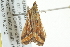  ( - BIOUG02077-C10)  @13 [ ] CreativeCommons - Attribution (2012) CBG Photography Group Centre for Biodiversity Genomics