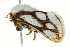  ( - BIOUG02077-F08)  @13 [ ] CreativeCommons - Attribution (2012) CBG Photography Group Centre for Biodiversity Genomics