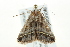  ( - BIOUG02077-H06)  @12 [ ] CreativeCommons - Attribution (2012) CBG Photography Group Centre for Biodiversity Genomics