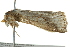  ( - BIOUG02069-B07)  @12 [ ] CreativeCommons - Attribution (2012) CBG Photography Group Centre for Biodiversity Genomics