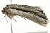  (Ectochela - BIOUG02069-C06)  @13 [ ] CreativeCommons - Attribution (2012) CBG Photography Group Centre for Biodiversity Genomics