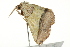  ( - BIOUG02069-D09)  @13 [ ] CreativeCommons - Attribution (2012) CBG Photography Group Centre for Biodiversity Genomics