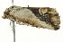  ( - BIOUG02069-G10)  @12 [ ] CreativeCommons - Attribution (2012) CBG Photography Group Centre for Biodiversity Genomics