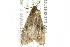  (Ableptina - BIOUG02070-A04)  @13 [ ] CreativeCommons - Attribution (2012) CBG Photography Group Centre for Biodiversity Genomics