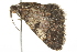  ( - BIOUG02070-A05)  @12 [ ] CreativeCommons - Attribution (2012) CBG Photography Group Centre for Biodiversity Genomics