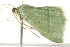  ( - BIOUG02070-A09)  @13 [ ] CreativeCommons - Attribution (2012) CBG Photography Group Centre for Biodiversity Genomics