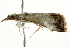  (Autocharis sinualis - BIOUG02070-C05)  @13 [ ] CreativeCommons - Attribution (2012) CBG Photography Group Centre for Biodiversity Genomics
