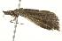  ( - BIOUG02070-F08)  @12 [ ] CreativeCommons - Attribution (2012) CBG Photography Group Centre for Biodiversity Genomics