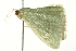  ( - BIOUG02070-H02)  @13 [ ] CreativeCommons - Attribution (2012) CBG Photography Group Centre for Biodiversity Genomics
