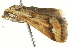  ( - BIOUG02070-H11)  @14 [ ] CreativeCommons - Attribution (2012) CBG Photography Group Centre for Biodiversity Genomics