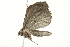  ( - BIOUG02072-D04)  @12 [ ] CreativeCommons - Attribution (2012) CBG Photography Group Centre for Biodiversity Genomics